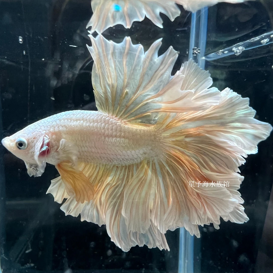 星予海水族直播精品展示级半月狮王马尾将军214-291号