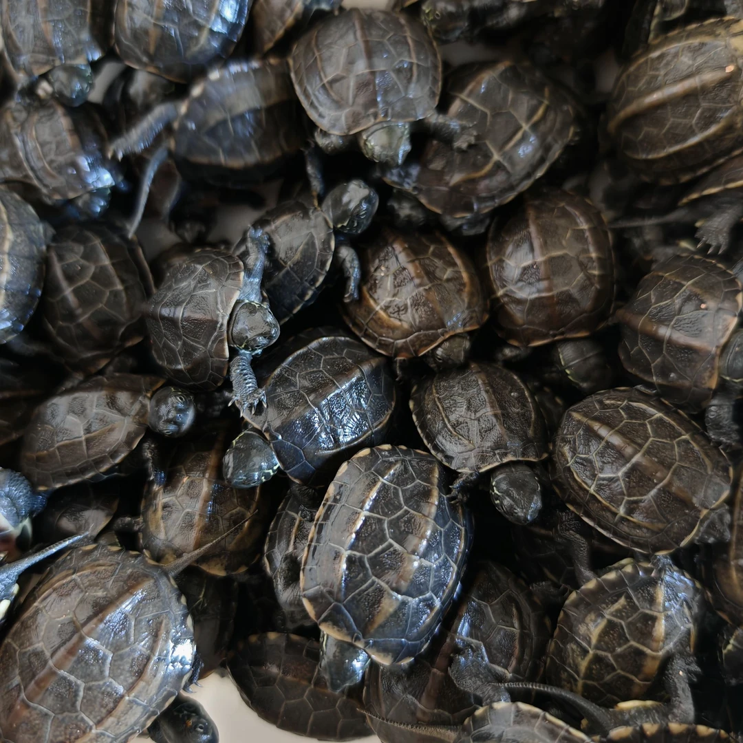 现抓现发宠物龟外塘中华草龟