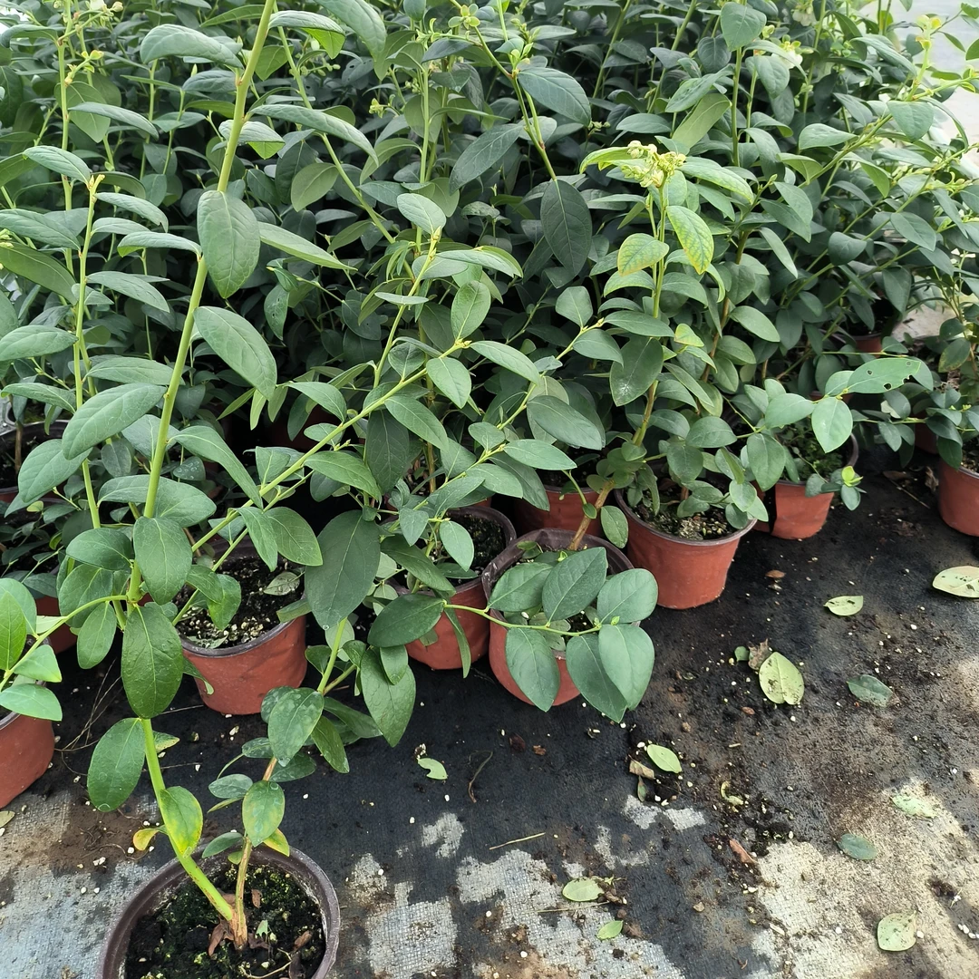 精品基质组培蓝莓盆栽蓝莓苗F6蓝莓树苗