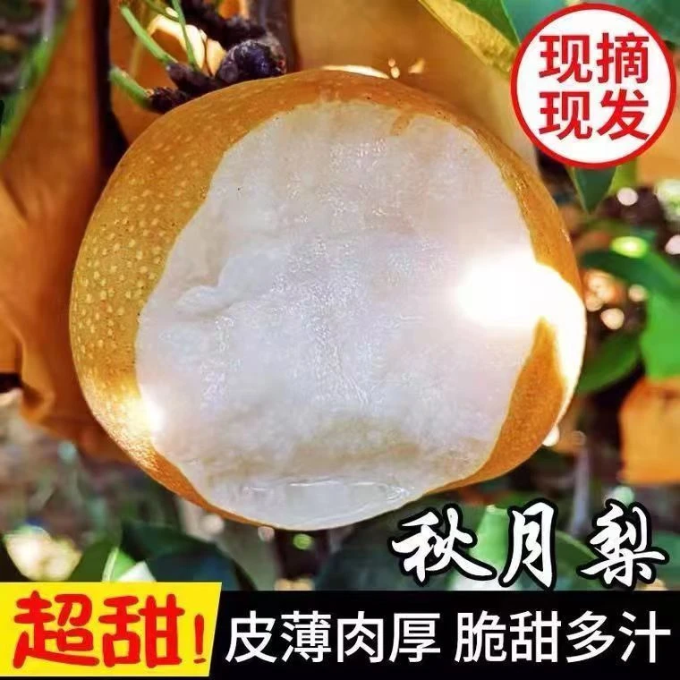 山东特产秋月梨冰糖梨子新鲜脆甜网红应季现摘现发4.5斤大果