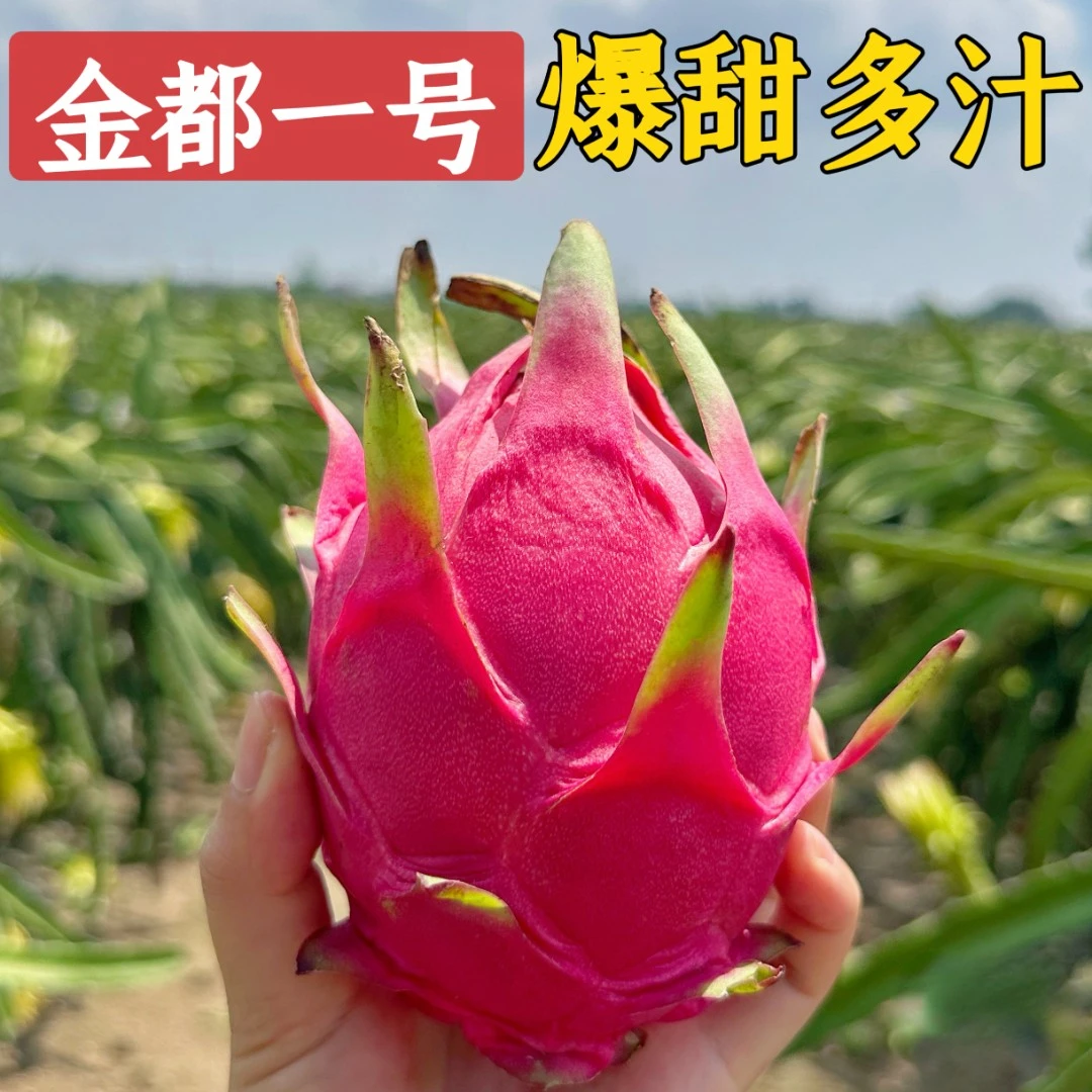 金都一号红心火龙果新鲜整箱精品果2-5斤坏果包赔果园直发