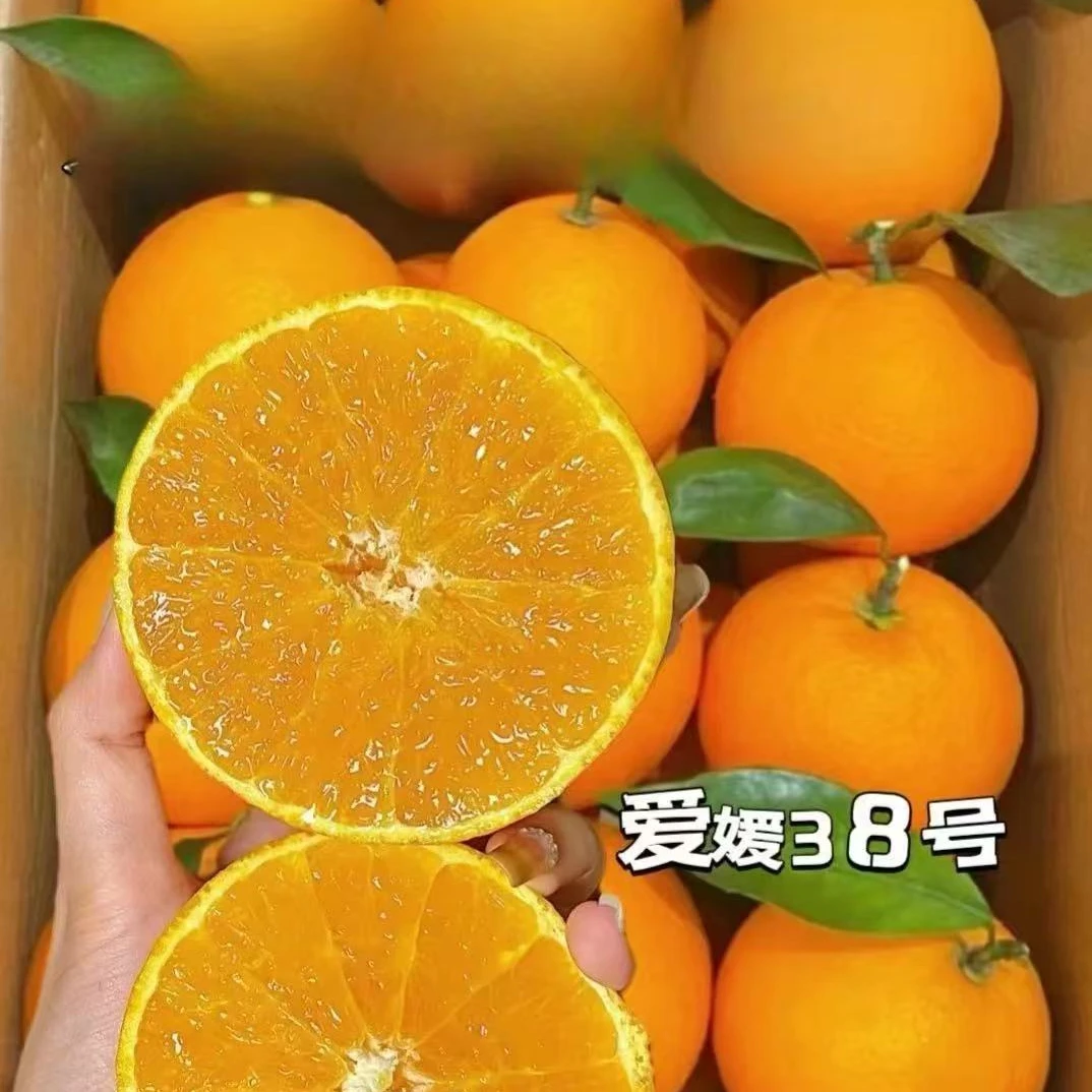 爱媛38号果冻橙福利！！！心动不如行动！