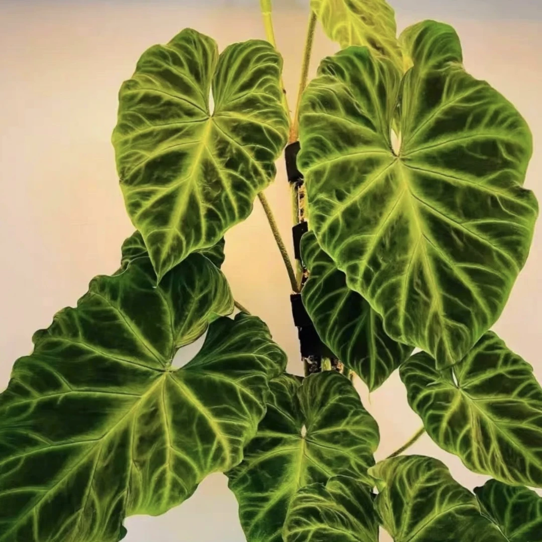 【特惠！南美荧光蔓绿绒】好看好养超强雨林感大气植物小众ins风