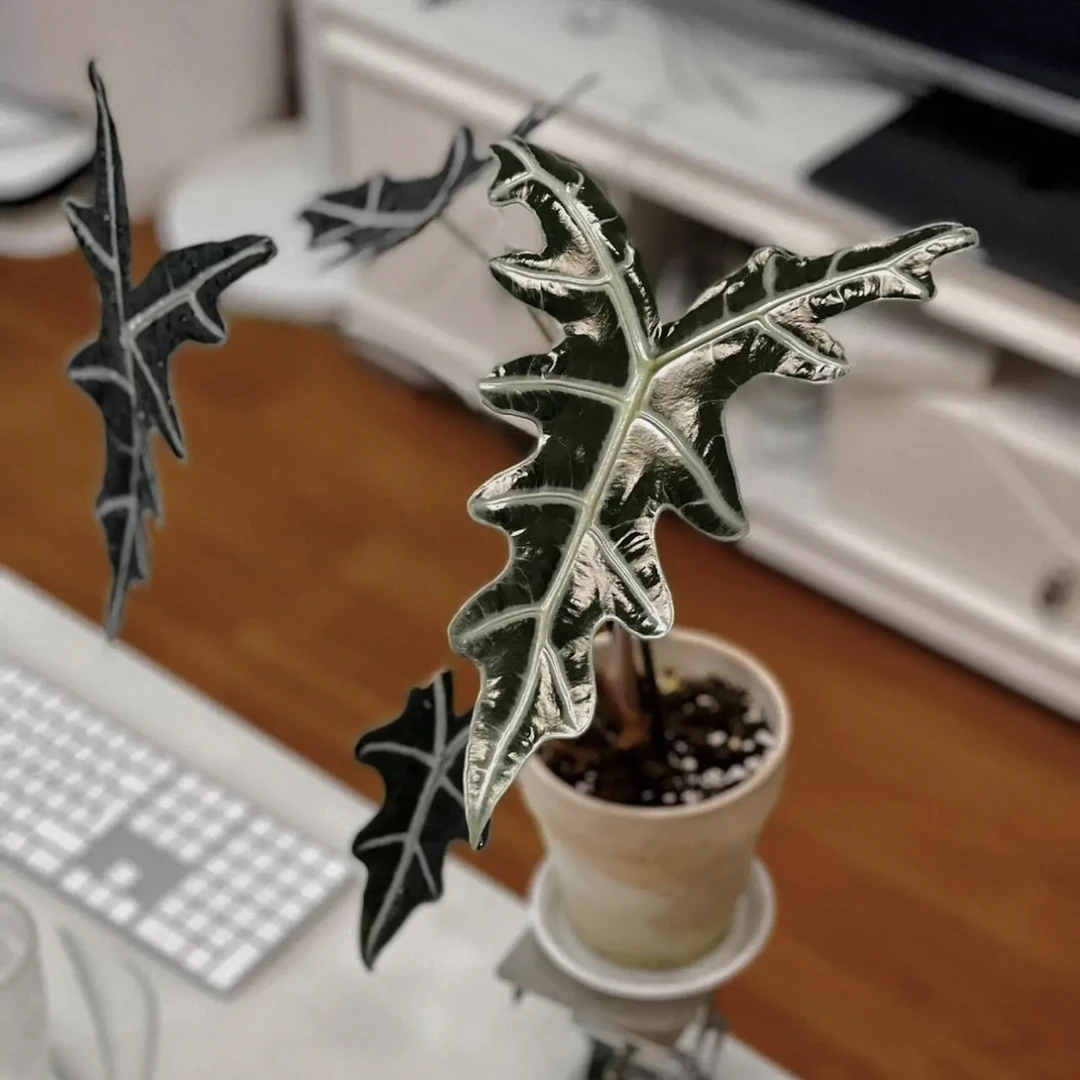 大盆！【诺比海芋鱼骨】Alocasia Nobilis泰国进口植物