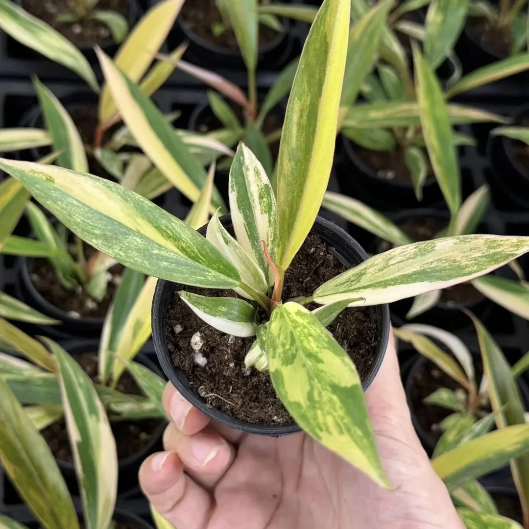 【焦糖大理石】好看好养超强雨林感大气植物小众ins风
