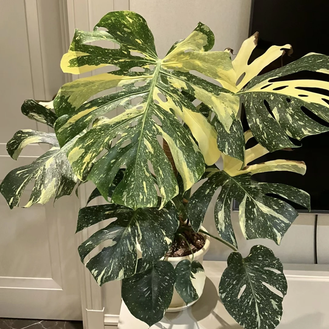 【中苗！洒金龟背】超耐看网红绿植盆栽锦化绿植好看好养