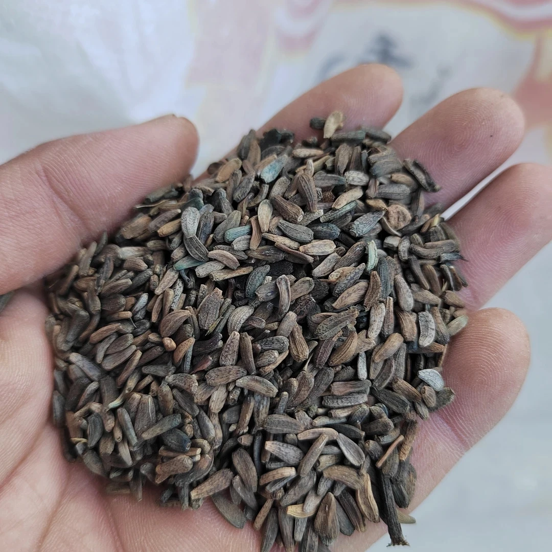 牛蒡籽 野生牛蒡籽当年新货纯干货