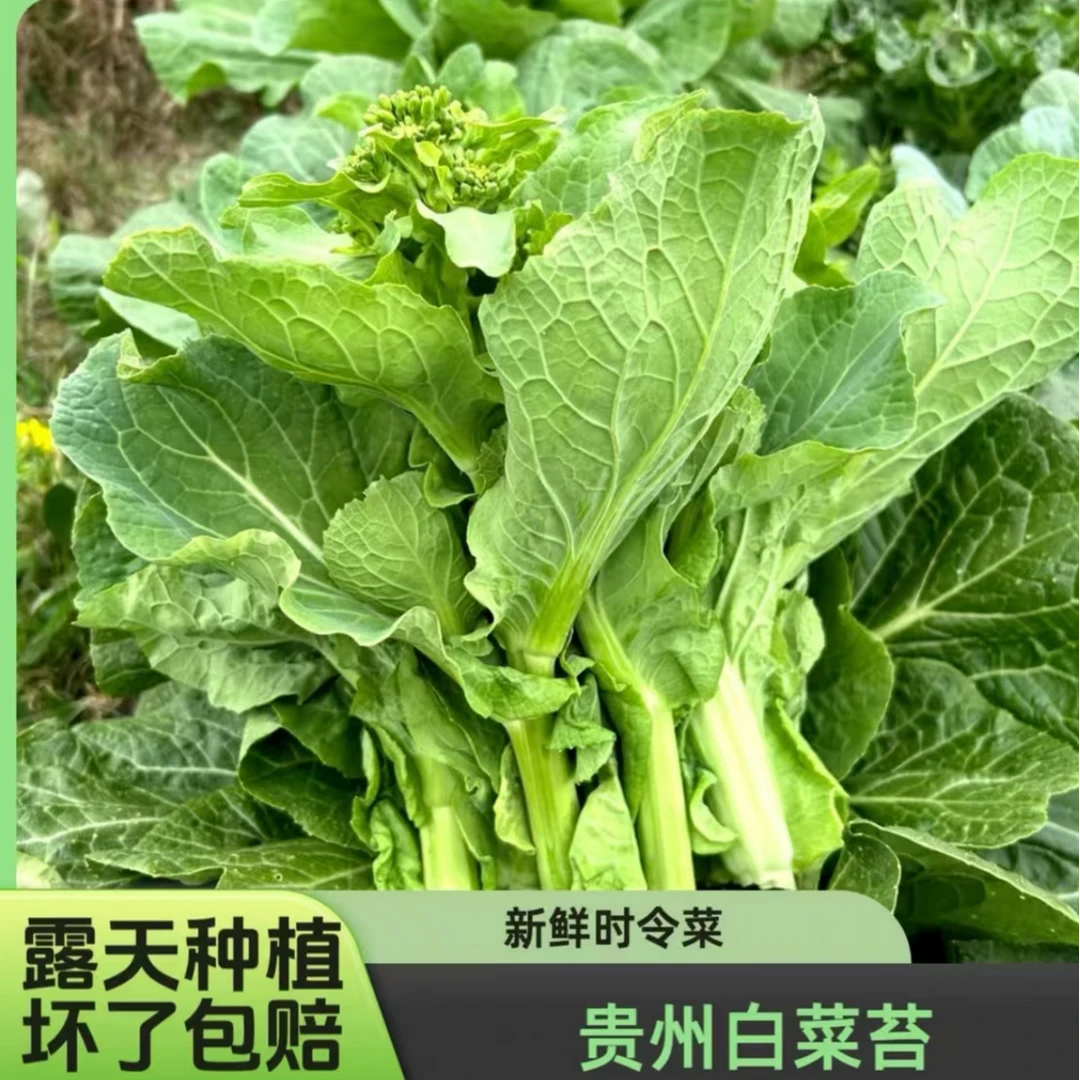 【贵州白菜苔】高原露天种植白菜苔 当天现摘现发