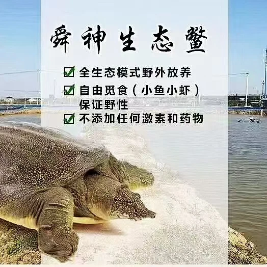 舜神 老魏生态甲鱼野长鳖 生鲜 水产 滋补 鱼 老鳖