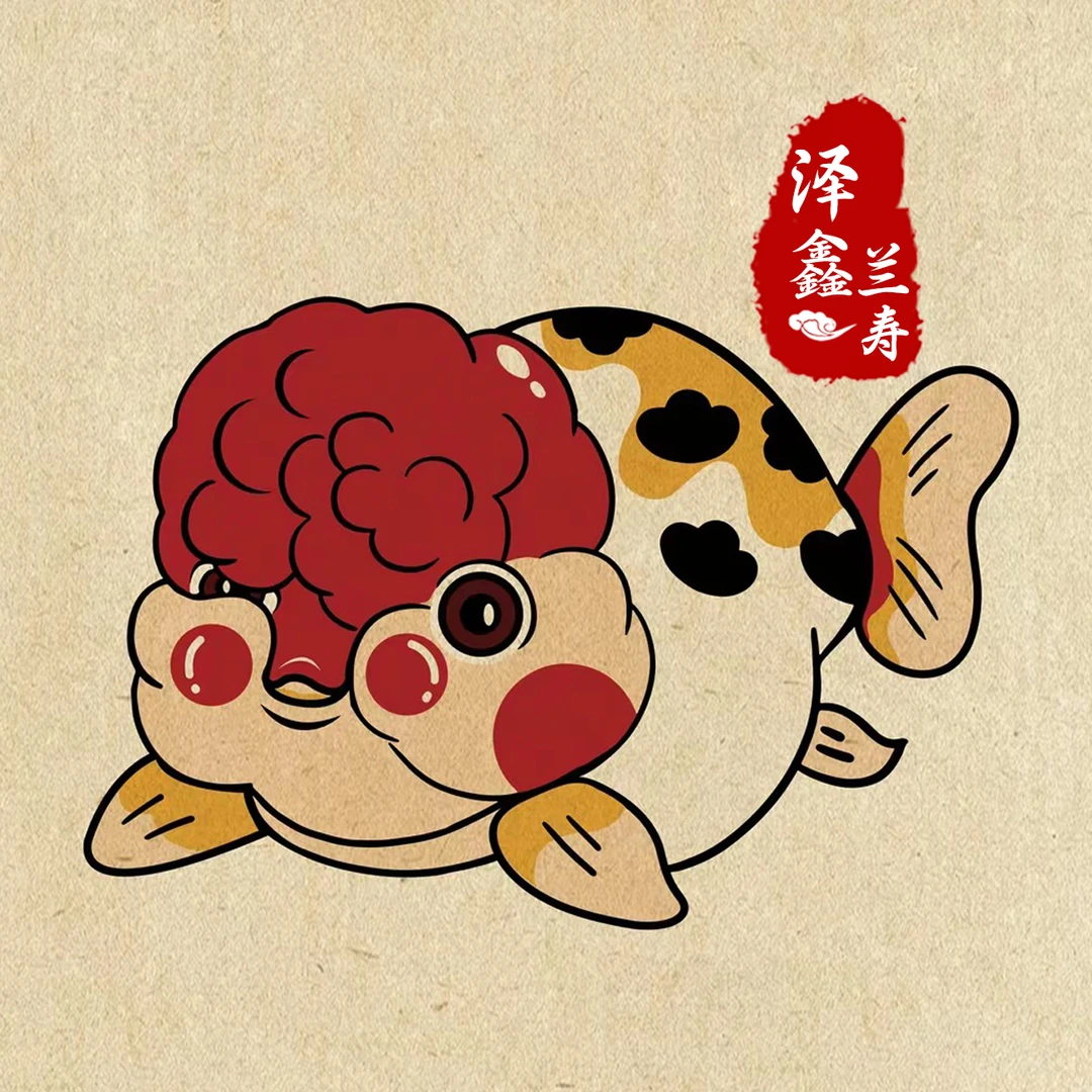 泽鑫精品兰寿金鱼