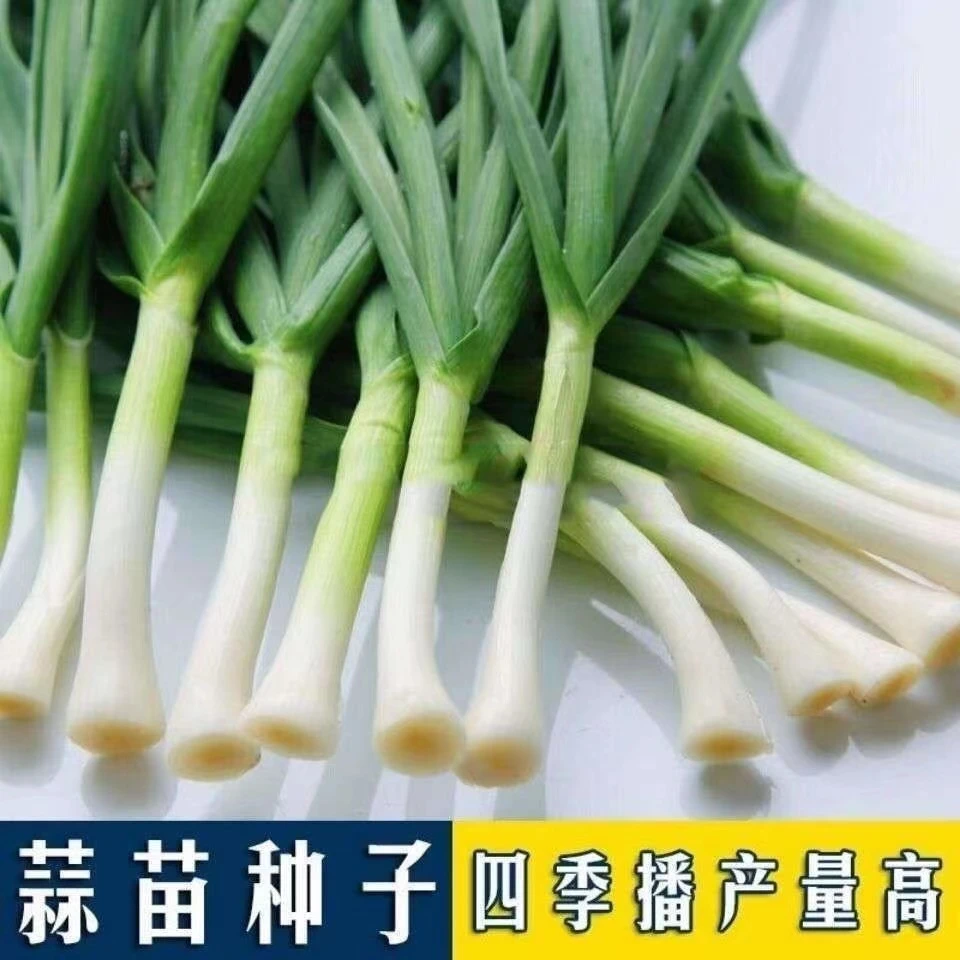 宽叶蒜苗种子四季蒜苗种子香味浓郁四季春秋播种耐寒蒜苗种子盆栽