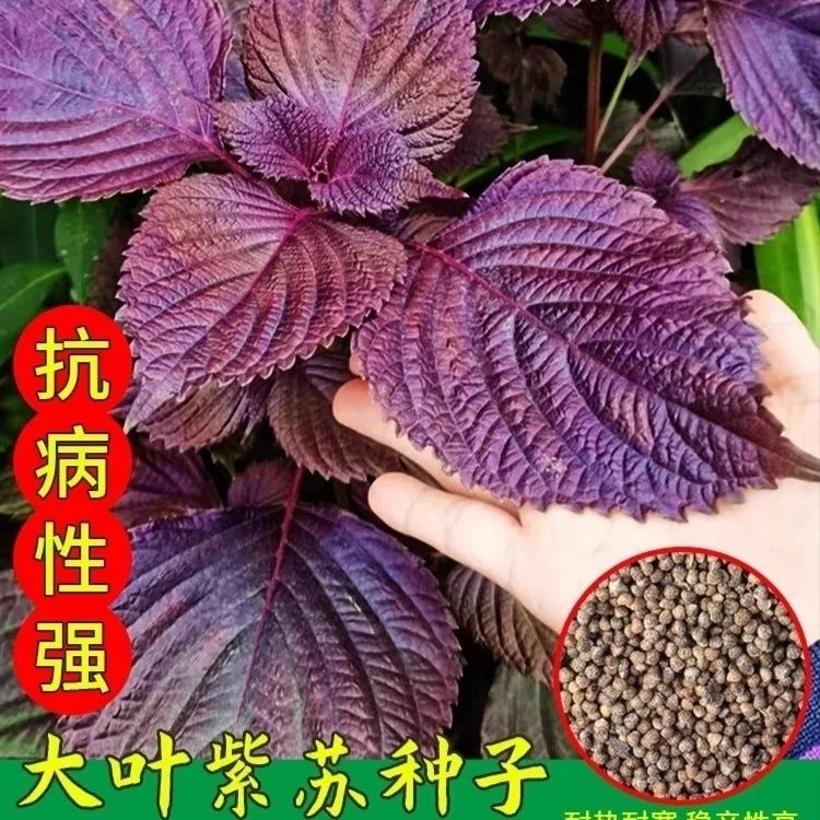 紫苏种子耐寒紫苏食用双面紫苏大叶四季播种阳台盆栽耐热蔬菜种子