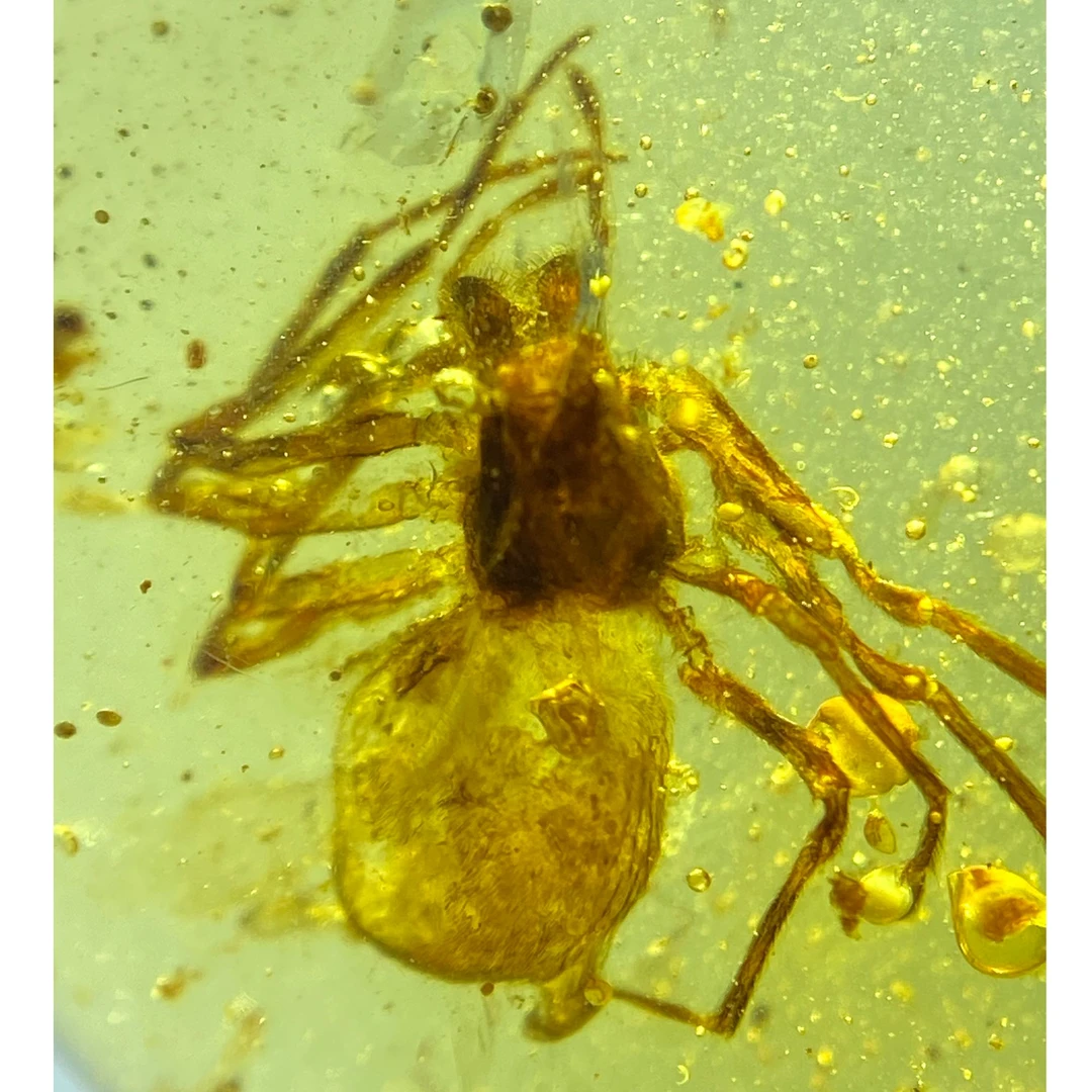 天然缅甸琥珀虫珀大蜘蛛