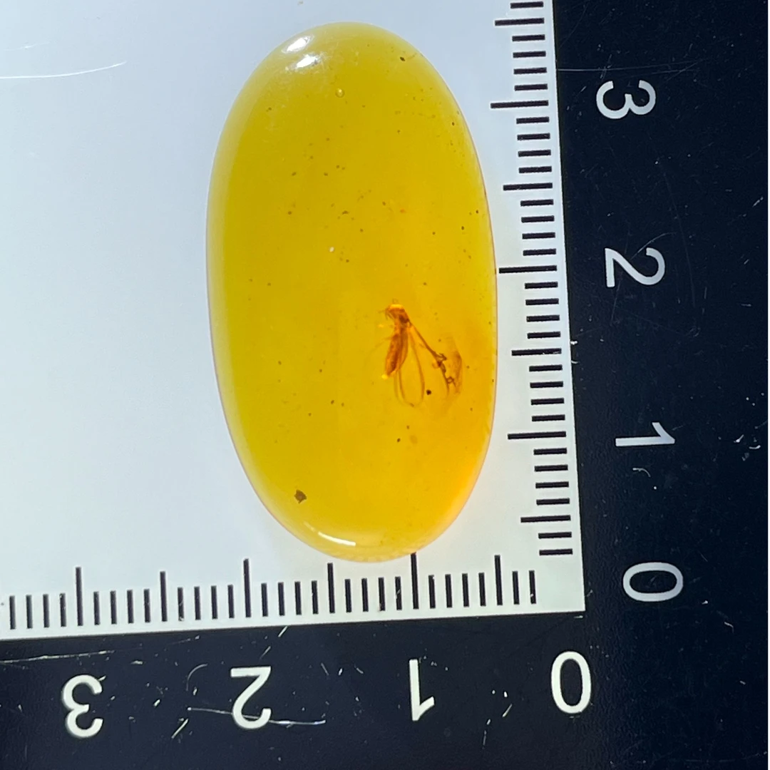 白蚁虫珀 繁殖蚁天然虫珀