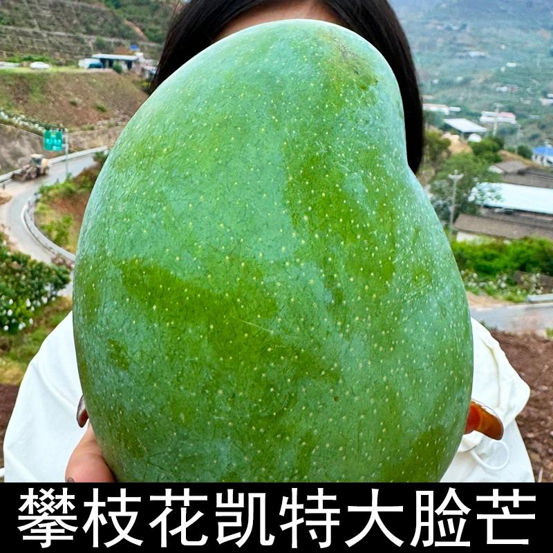 四川正宗攀枝花凯特大脸芒果1/4.5/8.5斤香甜多汁云南/攀枝花发货