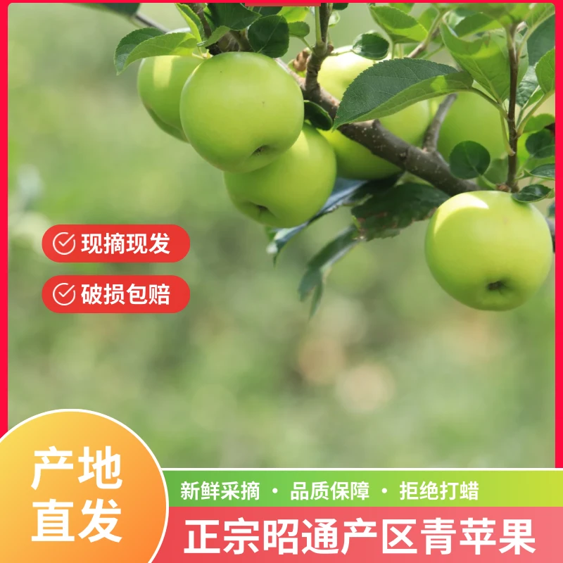 云南昭通高山青苹果头茬新果纯甜无酸产地直发现摘现发整箱包邮