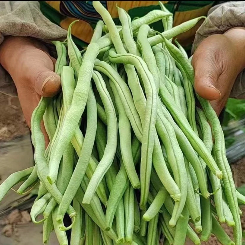 【绿豆王】北京本地农家自种 现摘现发 绿豆王豆角新鲜采摘营养鲜香品质豆角坏果包赔