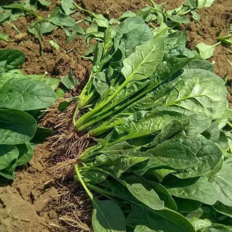 【菠菜】房山自家农场种植菠菜新鲜现挖农家自种