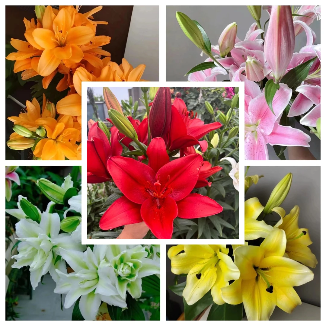 C【百合带盆带土栽好发货】40-60天开花进口香水百合种球室内外阳台