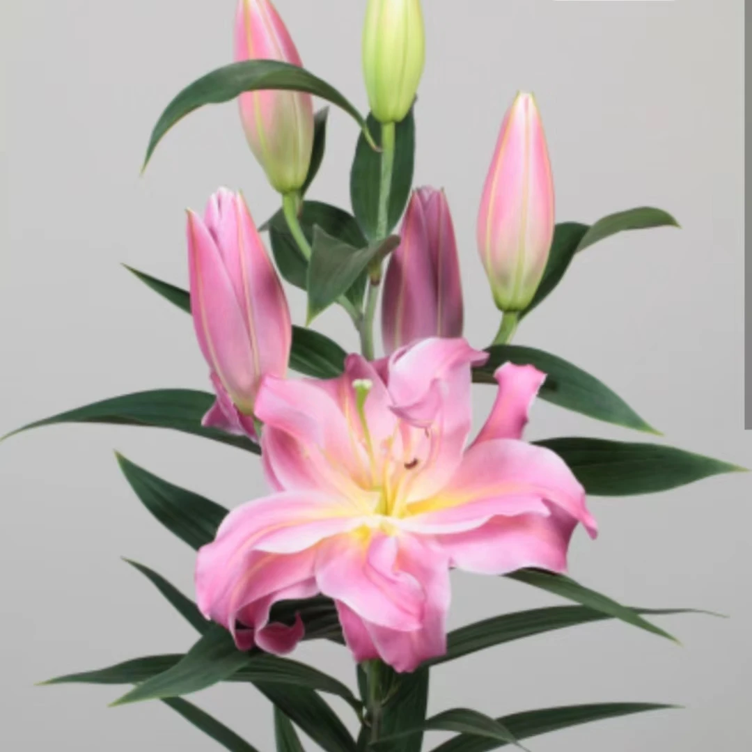 【混搭色】5颗/香水百合种球发货