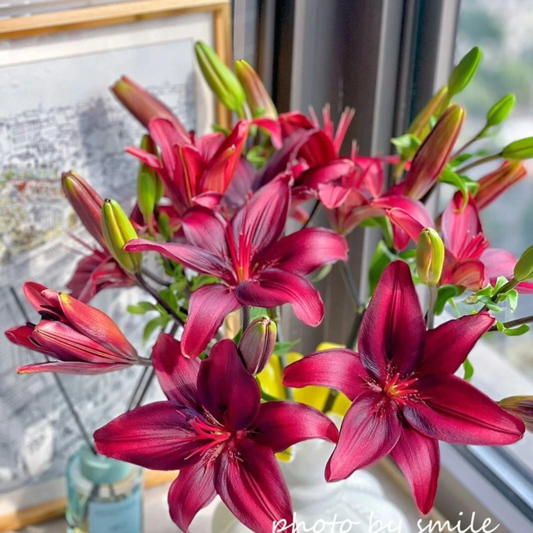 黑宝石12朵家庭水养基地直发室内鲜切花