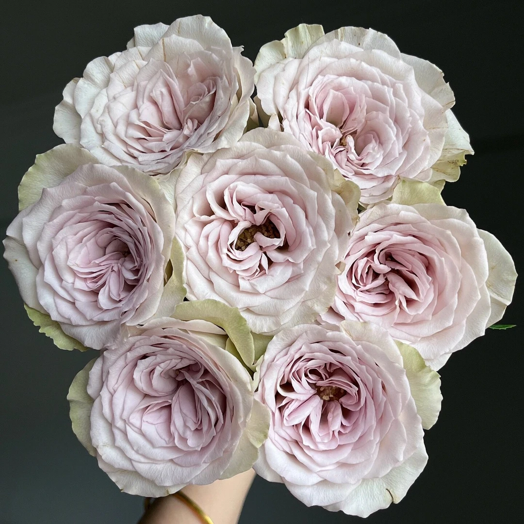 60CM巴黎圣母院玫瑰10枝鲜切花鲜花插花