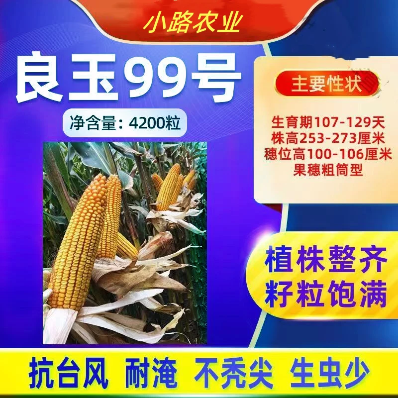 “良玉炮"丹东良玉99玉米种优质高产