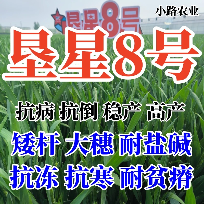 高纯度垦星8号小麦种（25斤/袋）