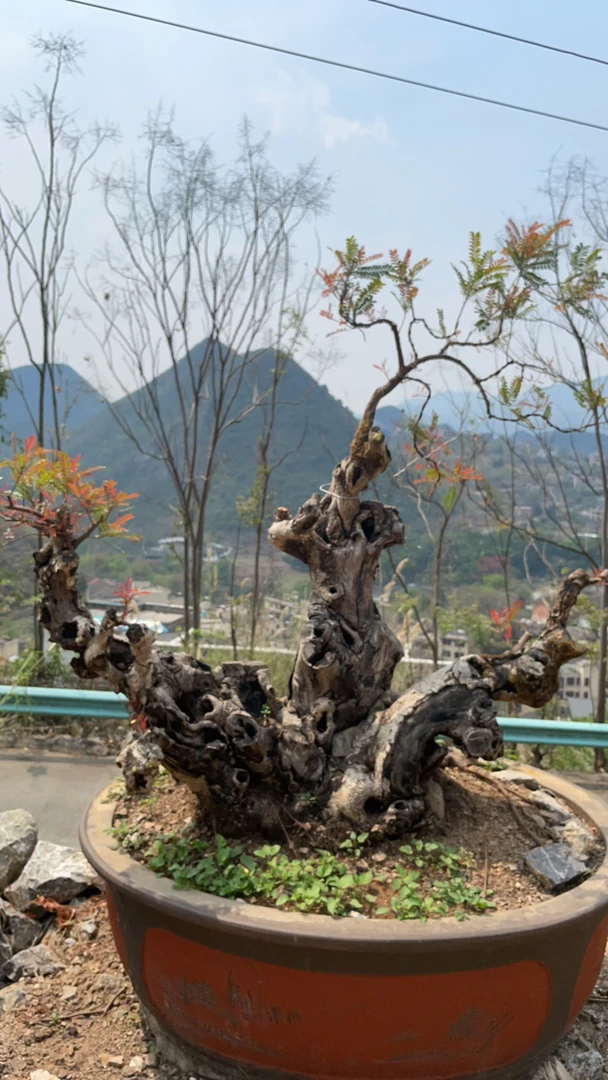 映山红老桩盆景5年桩
