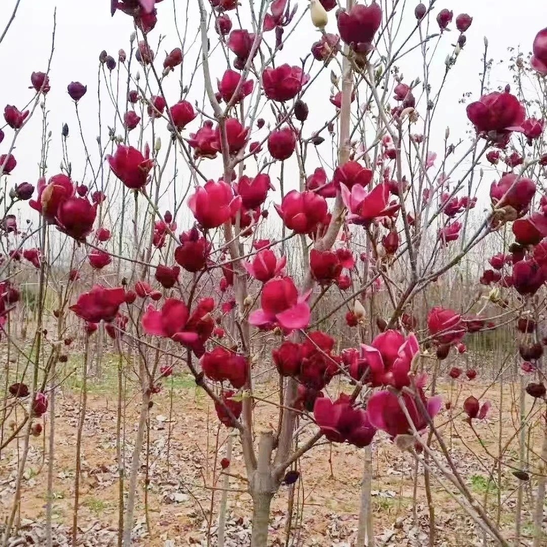 新品种[郁金香中国红]玉兰花 耐热耐寒 阳台庭院地栽盆栽种植