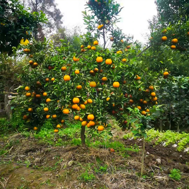 黄岩无核蜜桔苗 嫁接桔子树苗 甜橘子 黄岩蜜桔果树苗当年结果树
