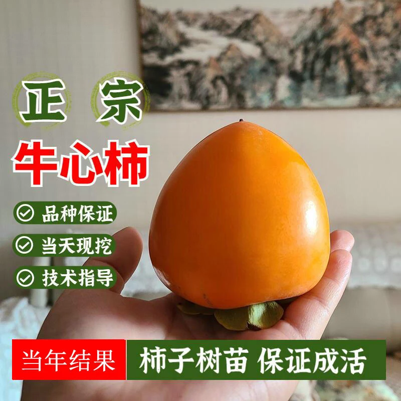 甜脆柿子树苗南北种植当年结果太秋嫁接牛心果树苗2024新款甜