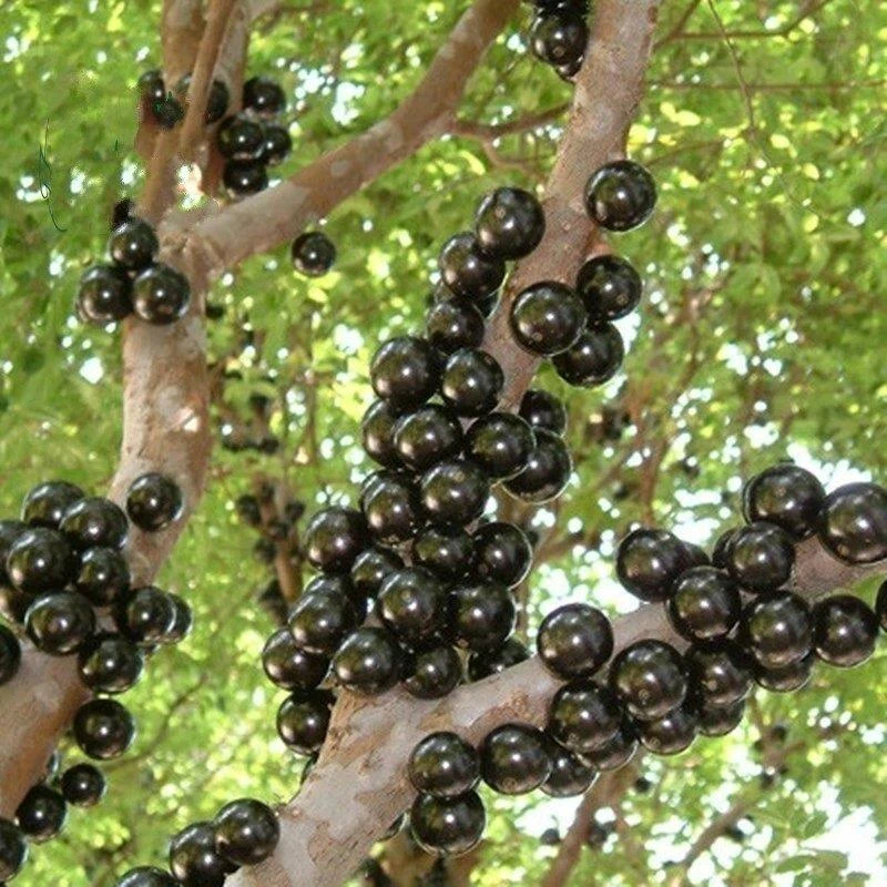 帅轩嘉宝果苗抗寒果树苗树葡萄苗南北盆栽地栽嘉宝果树苗