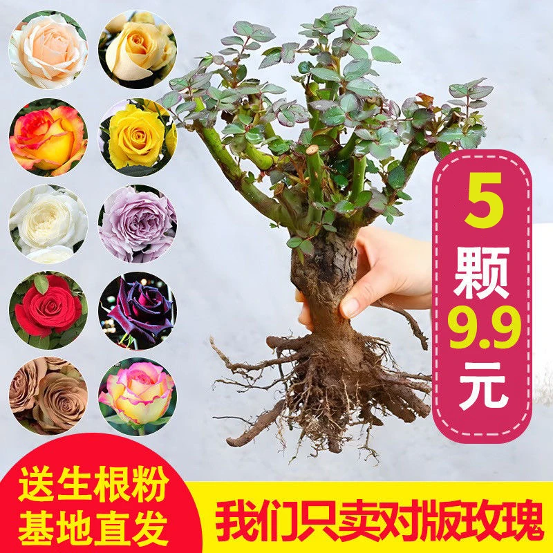 9.9米5棵玫瑰花苗树苗老桩花卉绿植四季开花简单易活庭院阳台地栽