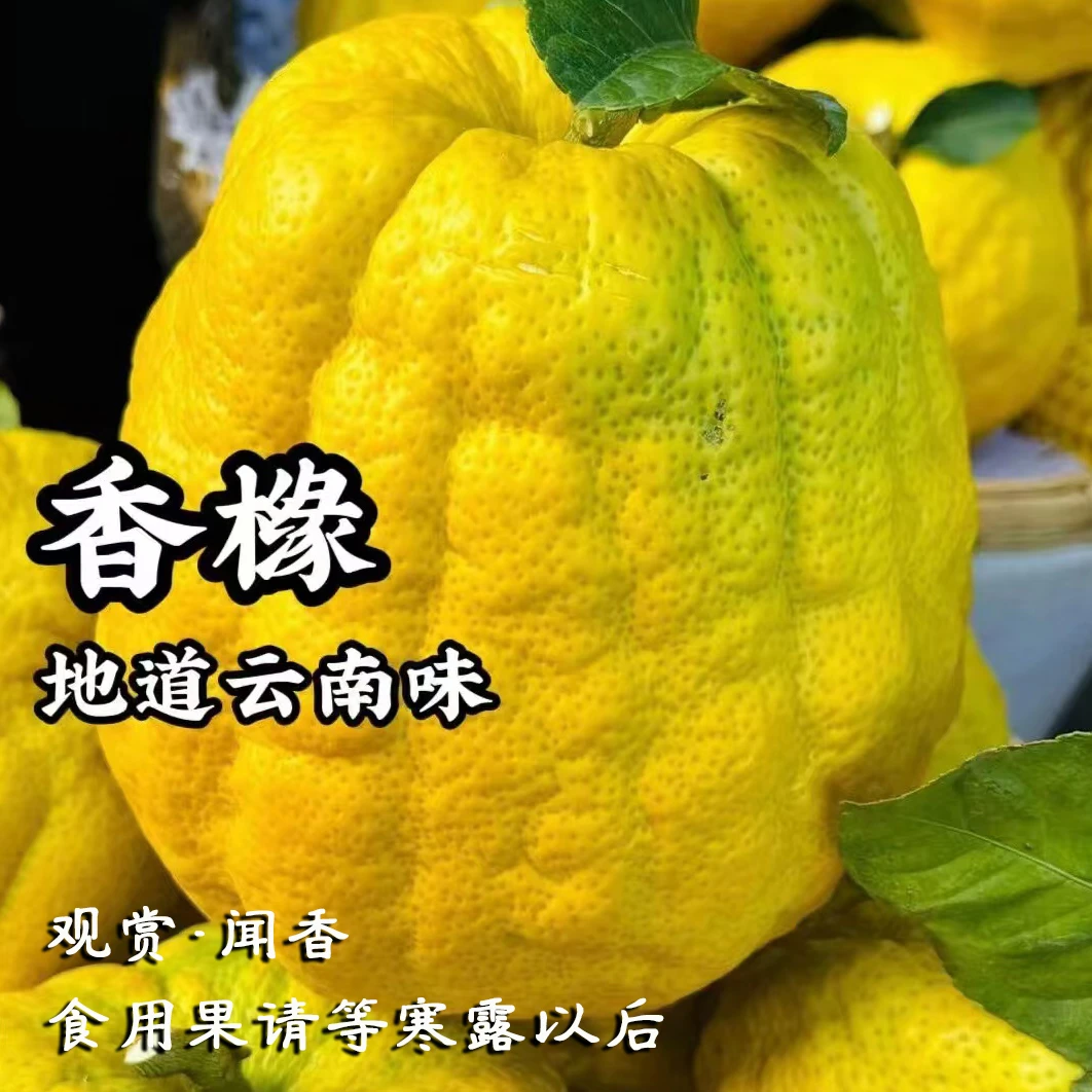 云南香橼果【观赏 闻香 食用】高山生态种植香橼可清供礼佛新鲜采摘