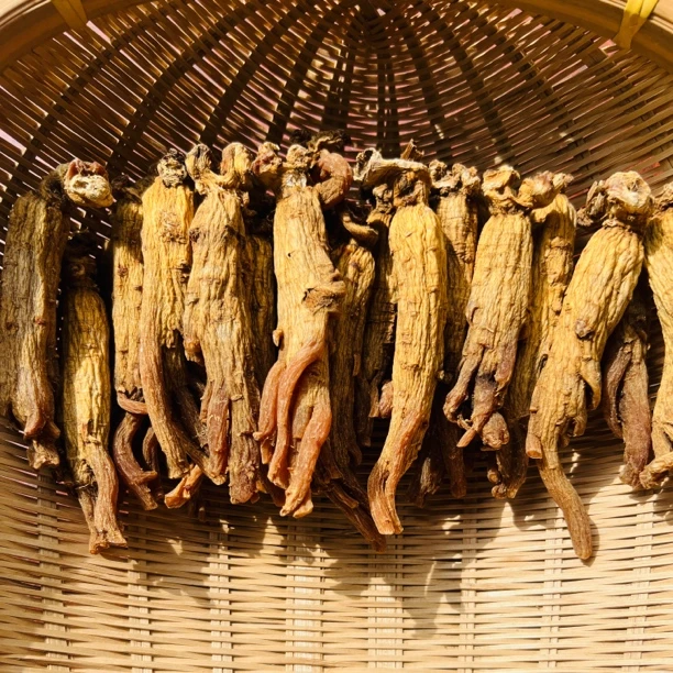 长白山 下山货 集安老红参 泡水煲汤煮水