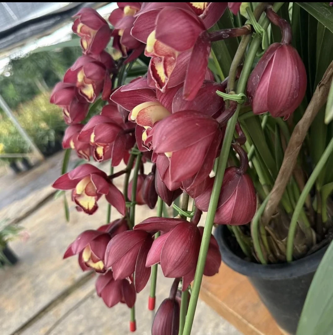 【紫岚】大花惠兰盆栽带花苞年宵花花卉植物室内花冬季开花兰花