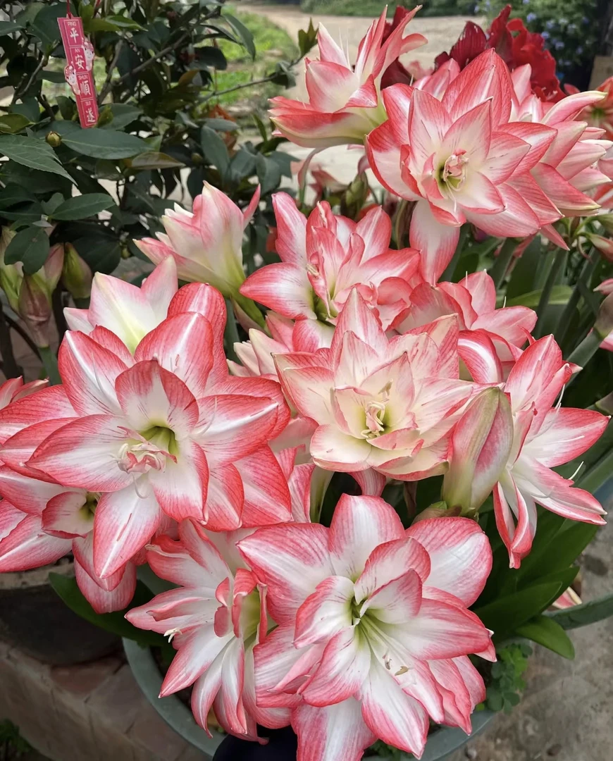【花孔雀】花孔雀朱顶红对版种球可盆栽多年生长花卉