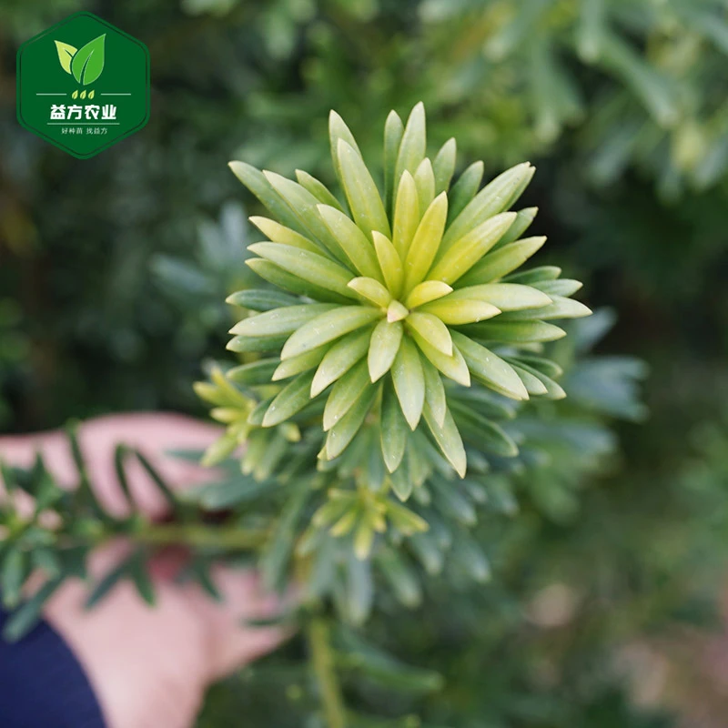 罗汉松树苗5颗盆栽阳台小叶米叶雀舌罗汉松地栽庭院四季常青