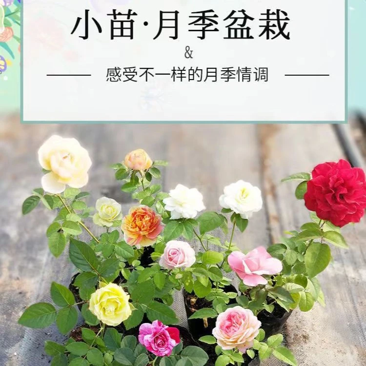 拍一发三 品种自选灌木藤本扦插浓香开花盆栽月季盆栽扦插花苗