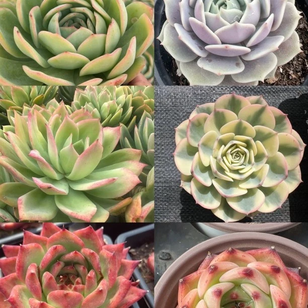 多肉组合链接（直播间展示为准）办公室阳台绿植基地直发裸根发货