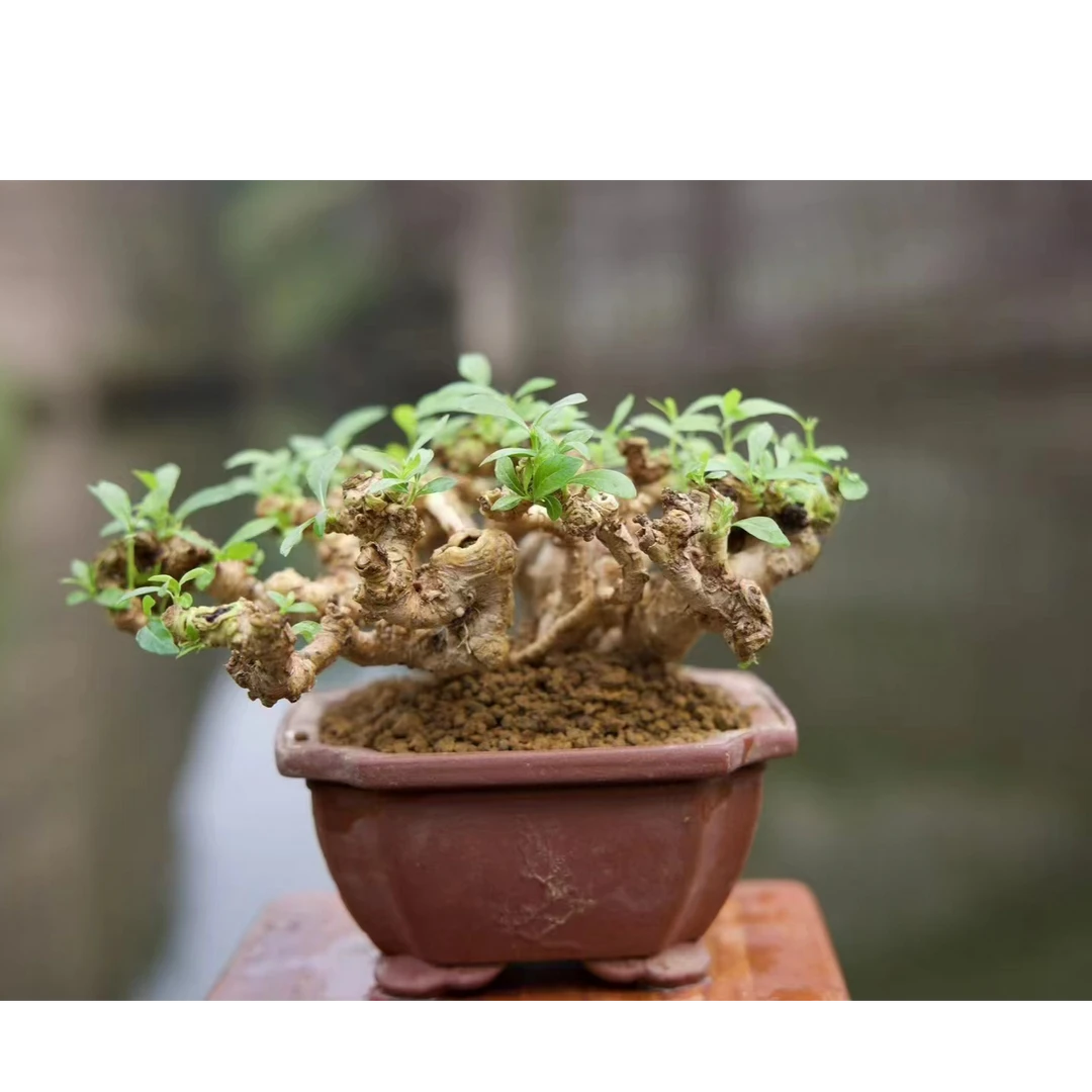 栀子花精品一物一拍