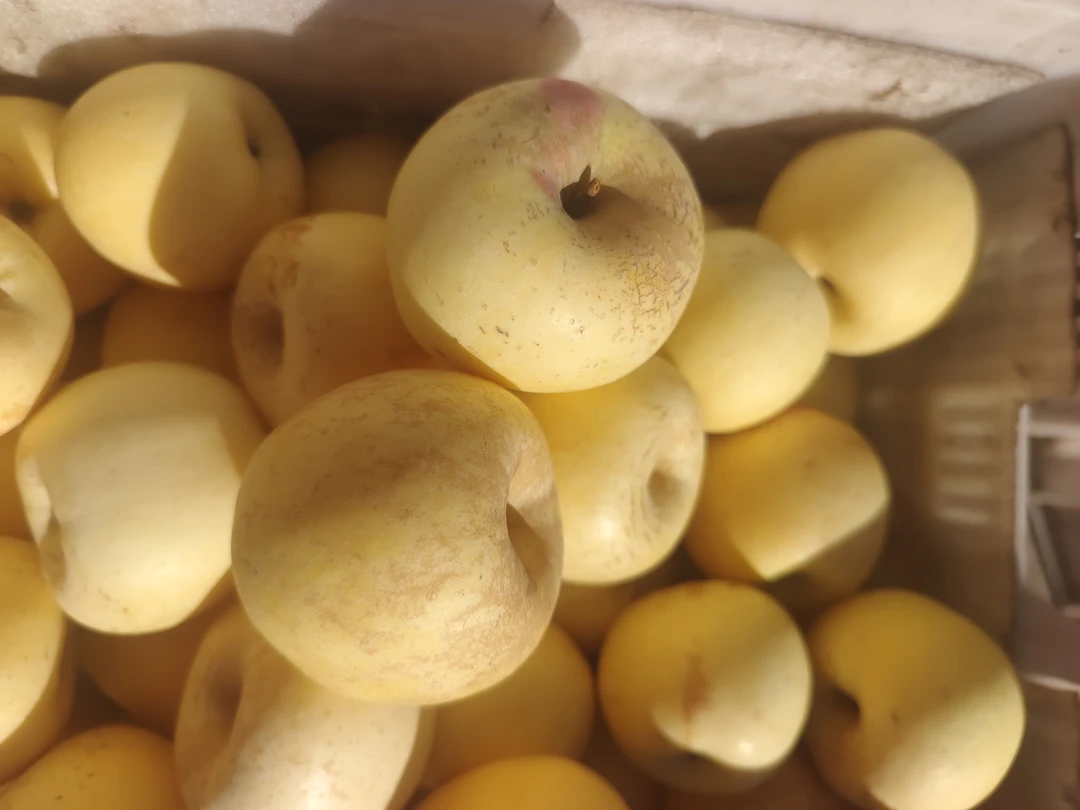 烟台黄金富士/丑果/二级果/包邮带箱十斤