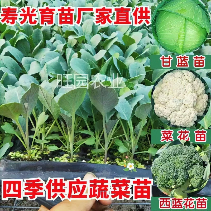 菜花苗花菜苗西蓝花苗包菜苗西兰花苗翠绿紧实卷心甘蓝苗顺丰包邮