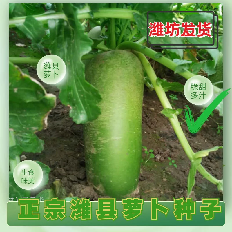 潍县水果萝卜种子沙窝萝卜种甜脆萝卜四季青萝卜种