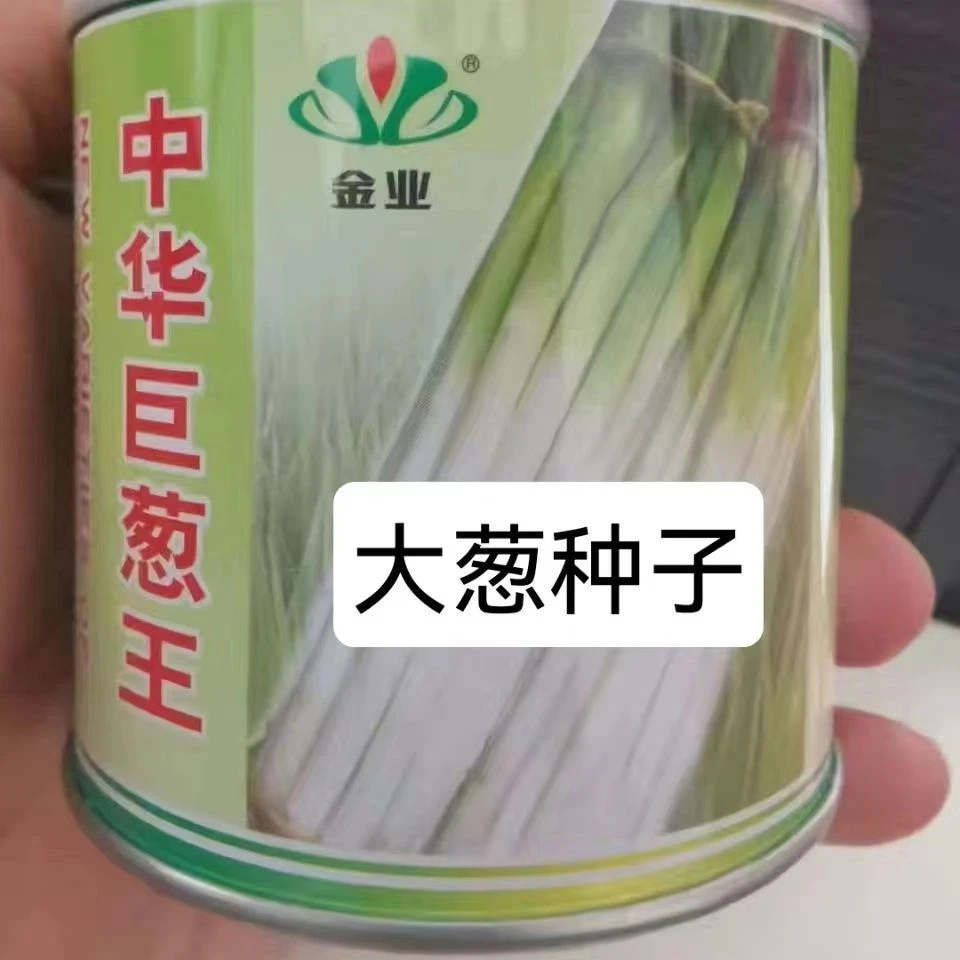 铁杆大葱四季小香葱种子阳台室内盆栽小葱香葱蔬菜种子大葱种子
