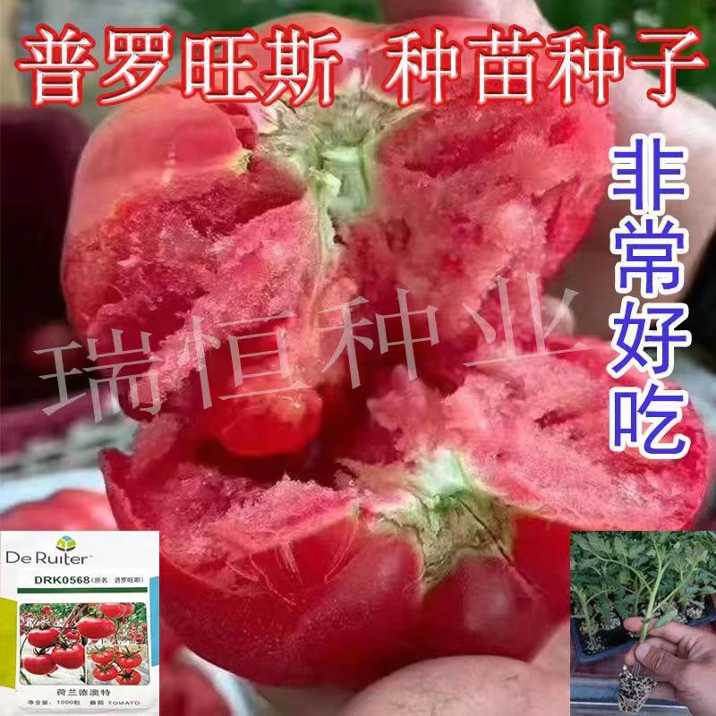 普罗旺斯西红柿种子苗子口感柿子苗圣女果苗西红柿苗阳台盆栽包邮