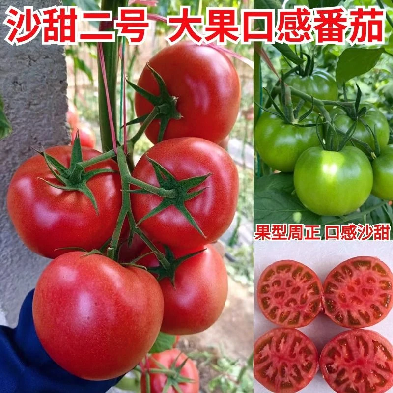 大果沙瓤口感西红柿苗大西红柿苗番茄苗沙甜糯口感番茄种子包邮