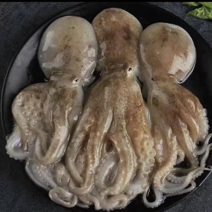 大连海捕八爪鱼 顺丰包邮