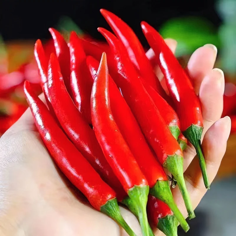 云南小米辣|新鲜特辣朝天椒餐饮辣椒指天椒全红可做泡椒剁椒1-9斤